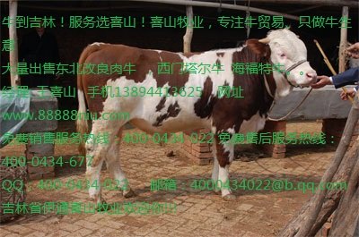 鲁西黄牛成牛价格 鲁西黄牛母牛价格吉林喜山牧业