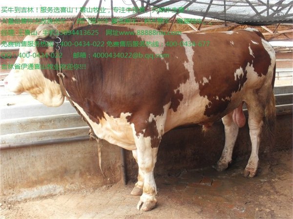 鲁西黄牛小牛犊价格 鲁西黄牛批发价格吉林喜山牧业