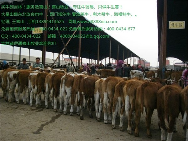 鲁西黄牛小牛价格 鲁西黄牛成牛价格吉林喜山牧业