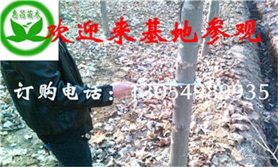 9公分2.8米截杆带土球法桐江苏哪里有