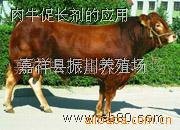 利木赞牛  种牛