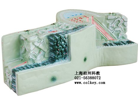 叶构造模型，叶组织模型