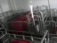 福林养猪设备