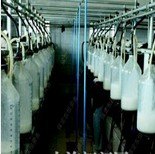 供应招赴澳大利亚乳制品加工厂  邵老师