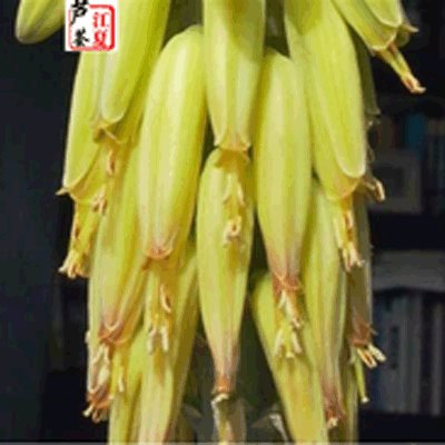祛痘纤体芦荟花草茶  天然芦荟花
