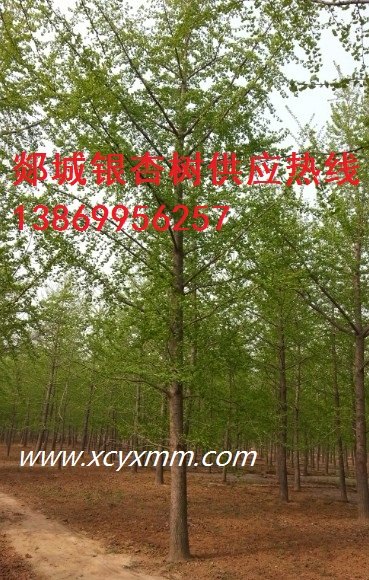 18公分20公分25公分银杏树