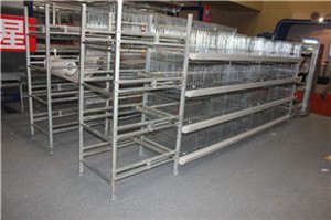 育雏笼厂，育雏笼厂家电话【银星】唯一原材料100%采用国家标准桥梁钢