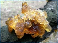 河北药用蜂蜡厂家