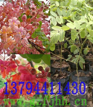 花旗木苗 花旗木价格 泰国樱花苗 花期木苗  