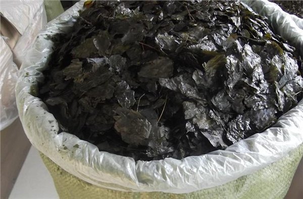 毛冬青批发毛冬青批发供应商