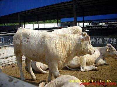 良种肉牛的综合管理方法