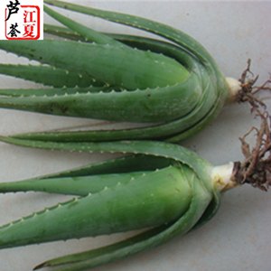 求购优质芦荟苗不求人  江夏芦荟优质库拉索芦荟种苗大量供应