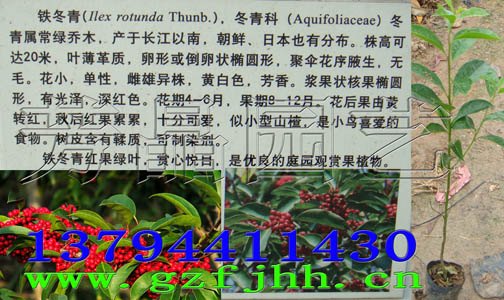 万紫千红树苗 白银树苗 山熊胆树苗 