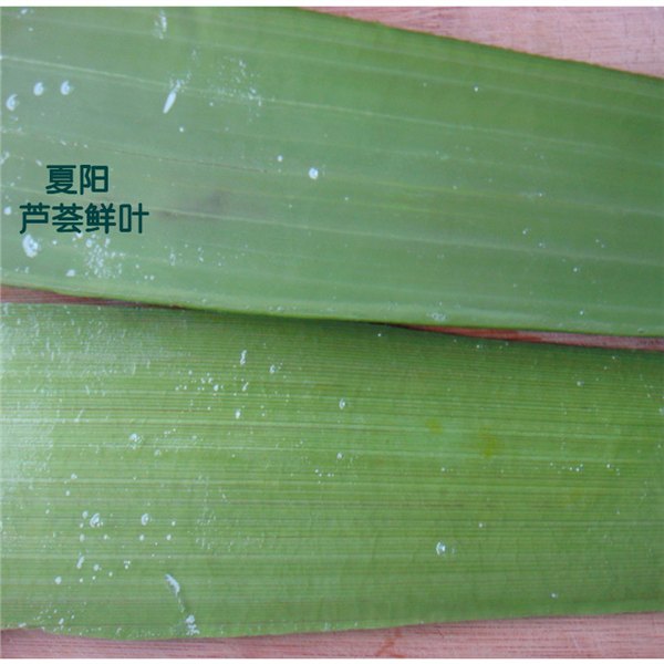 鲜芦荟擦脸  正宗库拉索芦荟去除疤痕  75公分芦荟鲜叶批发