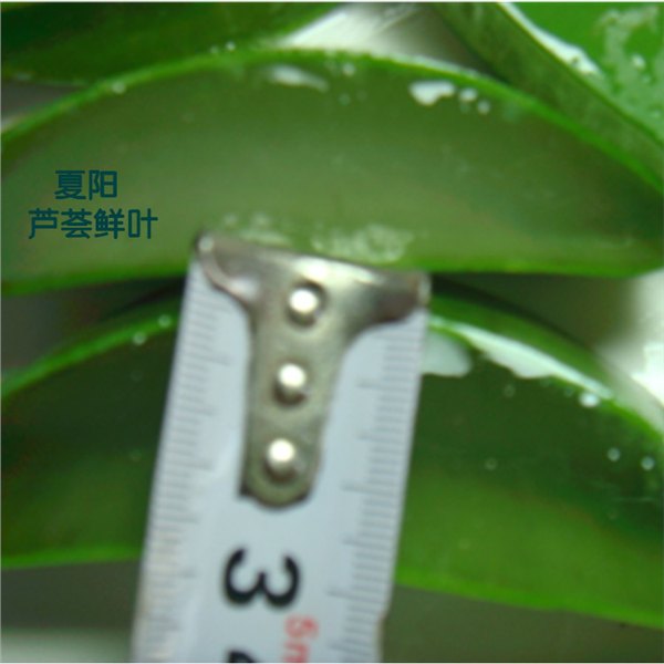 江夏芦荟粘度佳  自制芦荟汤品 通便润肠