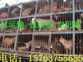 肉狗苗肉狗养殖场建小型肉狗养殖场需要多少成本