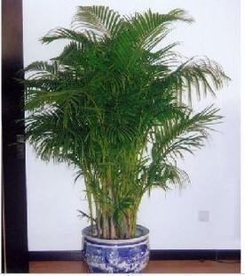 上城区植物租赁，下城区植物出租，上城区植物租摆公司
