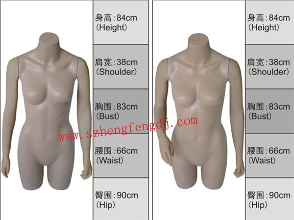 亮光半身模特。半身陈列模特