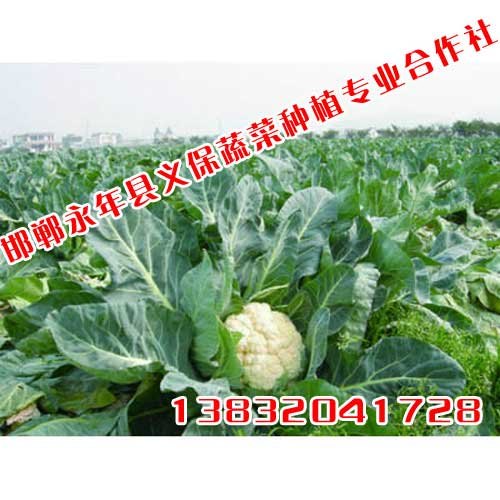 有机蔬菜,绿色蔬菜,绿色无公害蔬菜,邯郸永年义保蔬菜