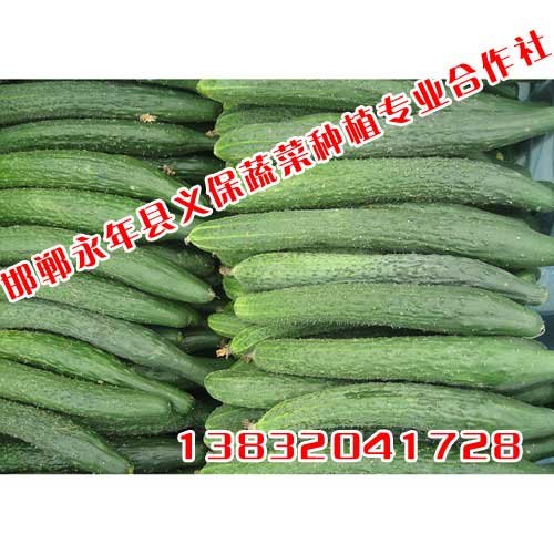 绿色蔬菜,绿色无公害蔬菜,有机蔬菜,邯郸永年义保蔬菜