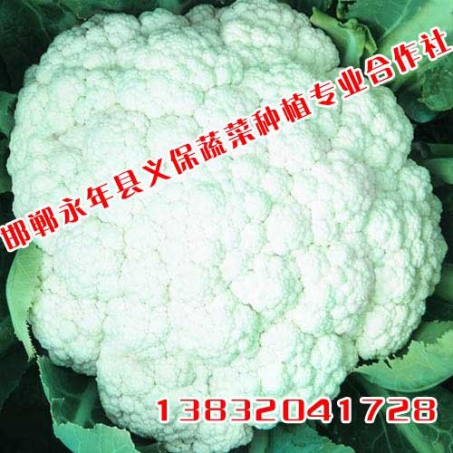 花椰菜 ,花椰菜种植基地,花椰菜价格,绿色蔬菜,邯郸永年义保蔬菜 