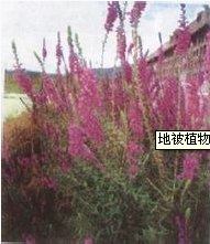 地被植物优质繁殖|山东地被植物价格|山东地被植物直销