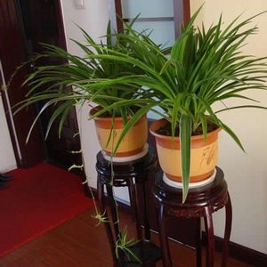 江干区植物租赁-江干区花卉出租 绿植公司