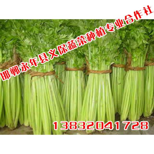 邯郸蔬菜种植基地,绿色无公害蔬菜,有机蔬菜,邯郸永年义保蔬菜