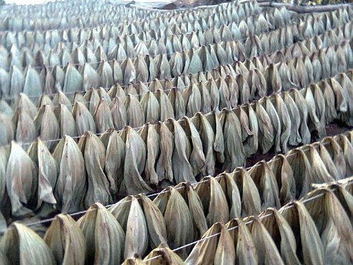 荷叶的价格表