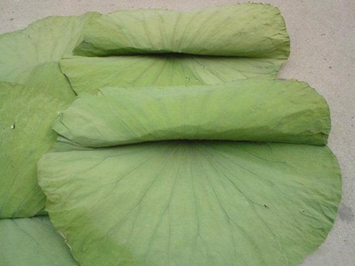 批发干荷叶,供应微山湖干荷叶