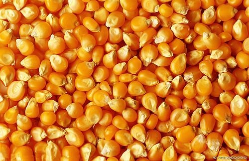 通利养殖专业合作社求购玉米豆粕棉粕麸皮等饲料原料