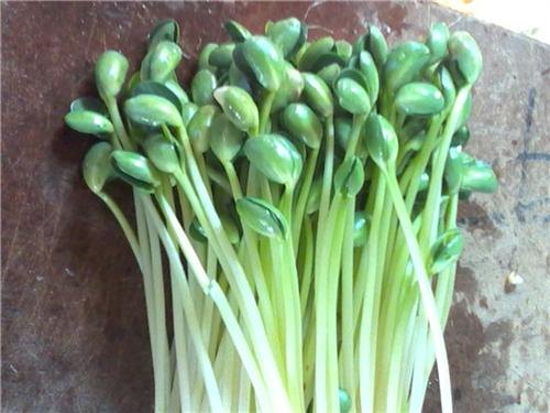 青州庆华豆芽机_芽苗菜技术_芽苗菜