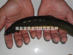 台湾鳗鳅量大从优丨常年提供台湾鳗鳅鳅苗