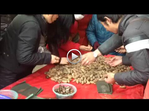 千眼菩提子批发