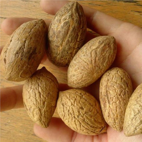 吉林批发千眼菩提厂家   批发价格  千眼菩提原子价格