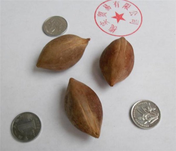 雕刻大橄榄核原料-榄实贸易有限公司