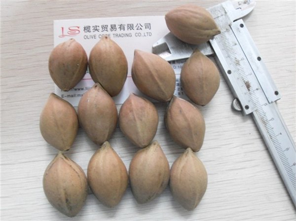 云浮大橄榄核原料-榄实贸易有限公司 