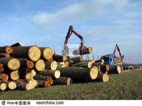 深圳盐田港进口木材标签代理/进口木材资料