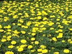 山东四季草花厂家直销|山东四季草花哪家好？|山东四季草花批发