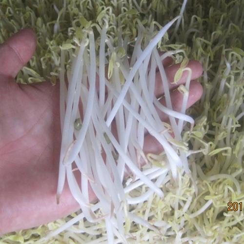 青州庆华豆芽机全自动豆芽机豆芽机