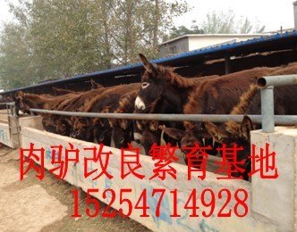 优质肉牛供应基地_如何选购优质肉牛_如何正确评估肉牛的性价比