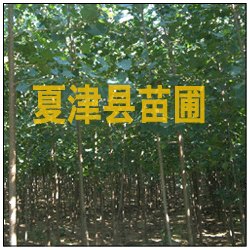 山东107速生杨 山东107速生杨基地