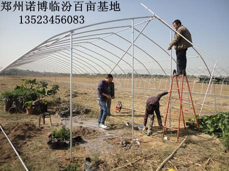 单体拱棚简易大棚温室工程预算施工