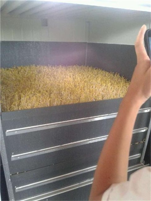 豆芽机_青州庆华豆芽机_餐厅豆芽机