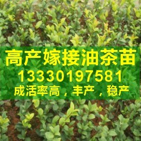 供应红花油茶,广西嫁接油茶苗,油茶树苗,油茶树种植技术