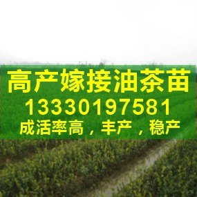 供应高产油茶,湖北油茶苗价格,广东油茶树,安徽油茶苗,油茶籽苗
