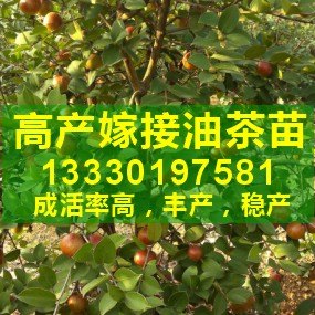 供应江西油茶苗,高产油茶,求购油茶苗,新品种油茶苗,欢迎采购买油茶苗