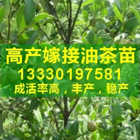 供应高产嫁接油茶苗,油茶树苗价格