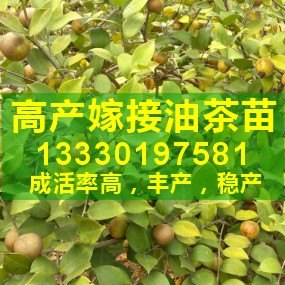 供应高产油茶苗|出售福建油茶苗木|广东油茶种苗价格|油茶树