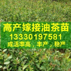 供应优质油茶苗,高产嫁接油茶苗,油茶树苗,一、二年生油茶苗